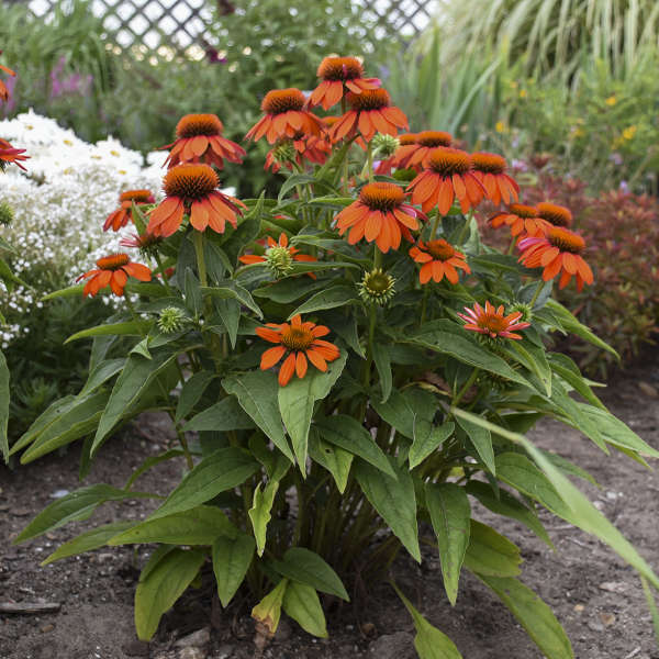 'Adobe Orange' Coneflower | Echinacea hybrid