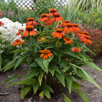 'Adobe Orange' Coneflower | Echinacea hybrid