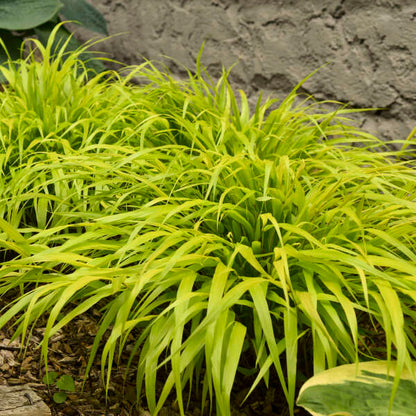 'All Gold' Forest Grass | Hakonechloa macra