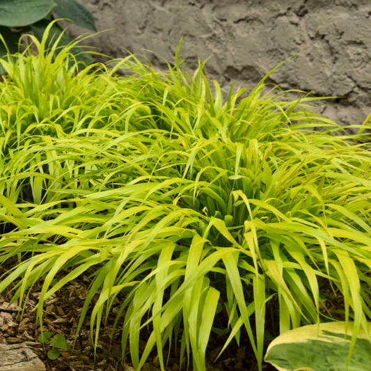 'All Gold' Forest Grass | Hakonechloa macra