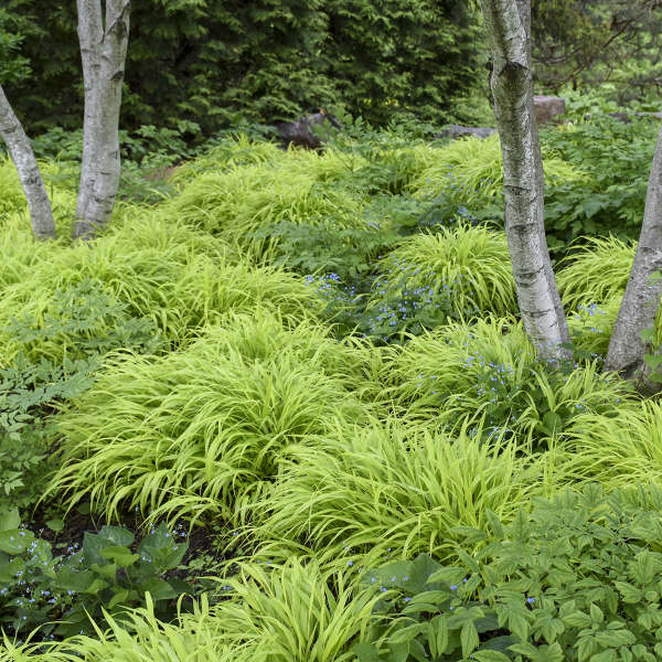 'All Gold' Forest Grass | Hakonechloa macra