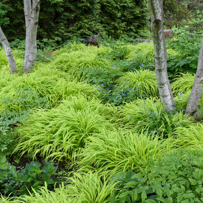'All Gold' Forest Grass | Hakonechloa macra