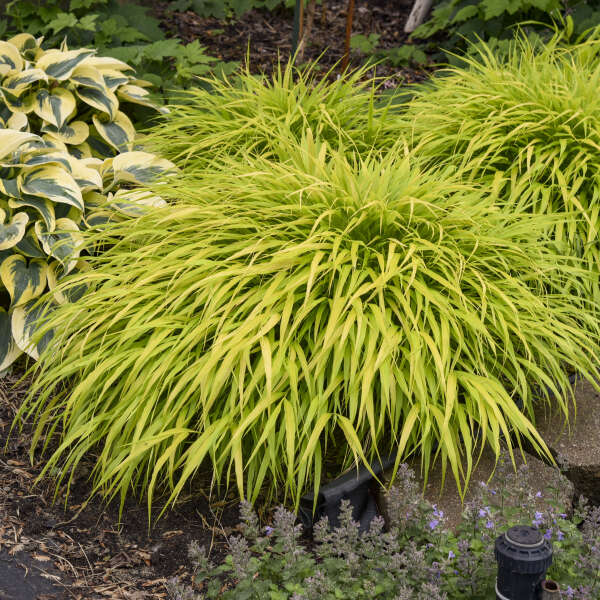'All Gold' Forest Grass | Hakonechloa macra