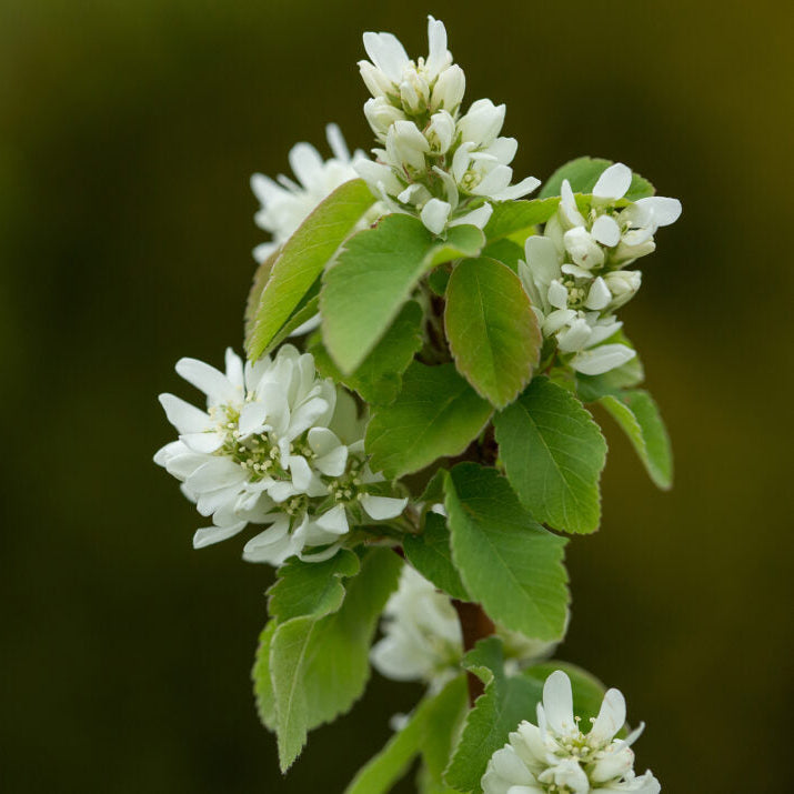 First Editions® Standing Ovation™ Serviceberry | Amelanchier