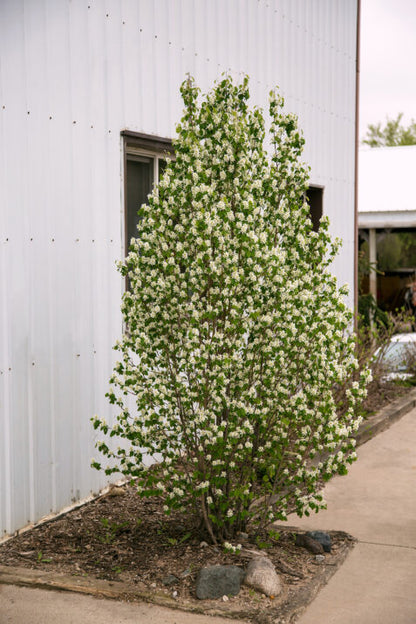 First Editions® Standing Ovation™ Serviceberry | Amelanchier