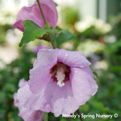 'Aphrodite' Hibiscus | Hibiscus syriacus