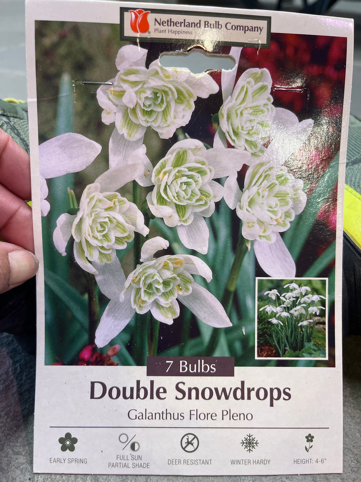 Double Snowdrops Galanthus Flore Pleno 7 bulbs