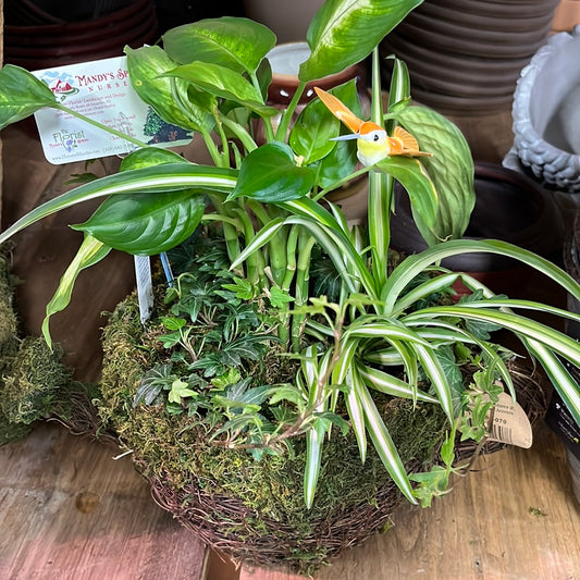 Houseplant Dish Garden | Assorted houseplant species