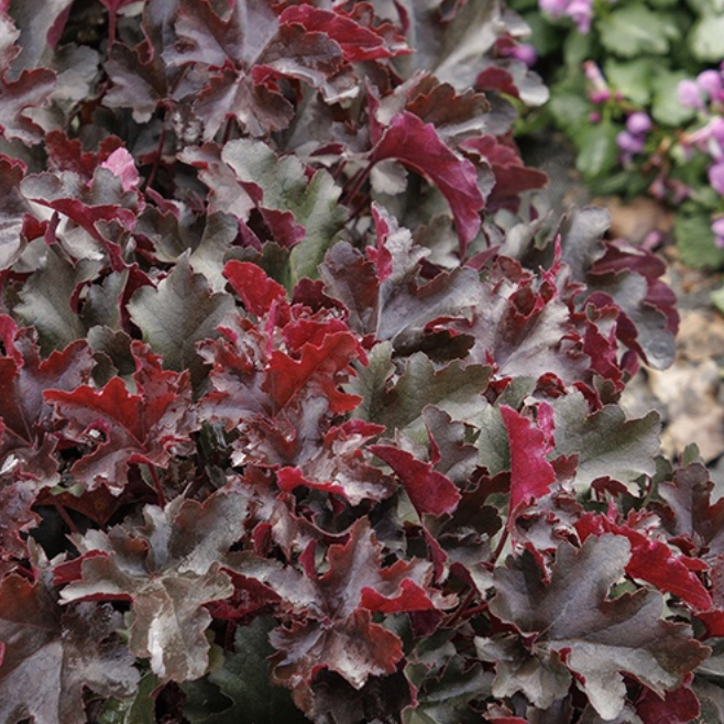'Balboa Sunset®' Coral Bells | Heuchera Monrovia