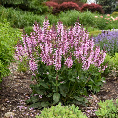 'Ballerina Pink' Salvia