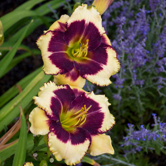 'Blackthorne' Reblooming Daylily | Hemerocallis