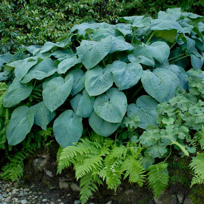 'Blue Angel' Hosta