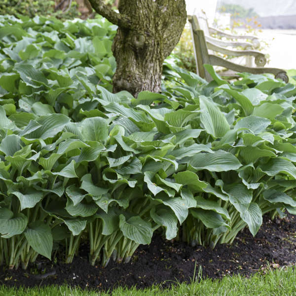 'Blue Angel' Hosta
