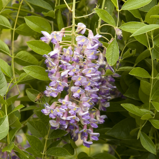 Blue Moon Wisteria | Wisteria macrostachya