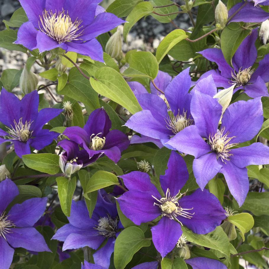 Boulevard® Olympia™ Clematis