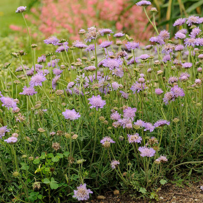 Butterfly Blue Pincushion | Scabiosa columbaria
