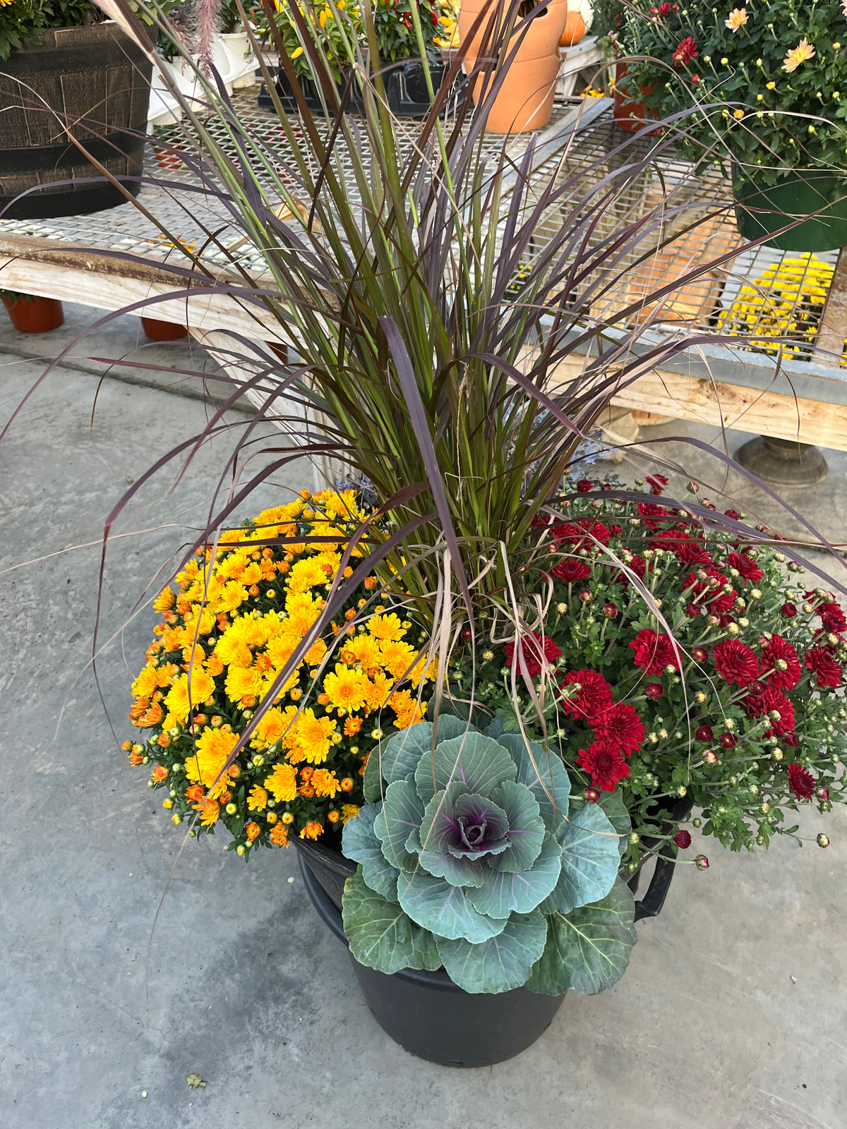 Fall Mums & Kale Assorted