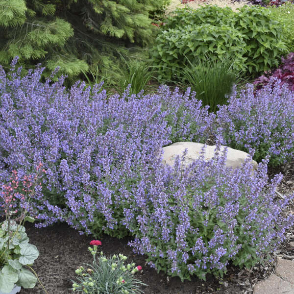 'Cat's Meow' Catmint | Nepeta faassenii