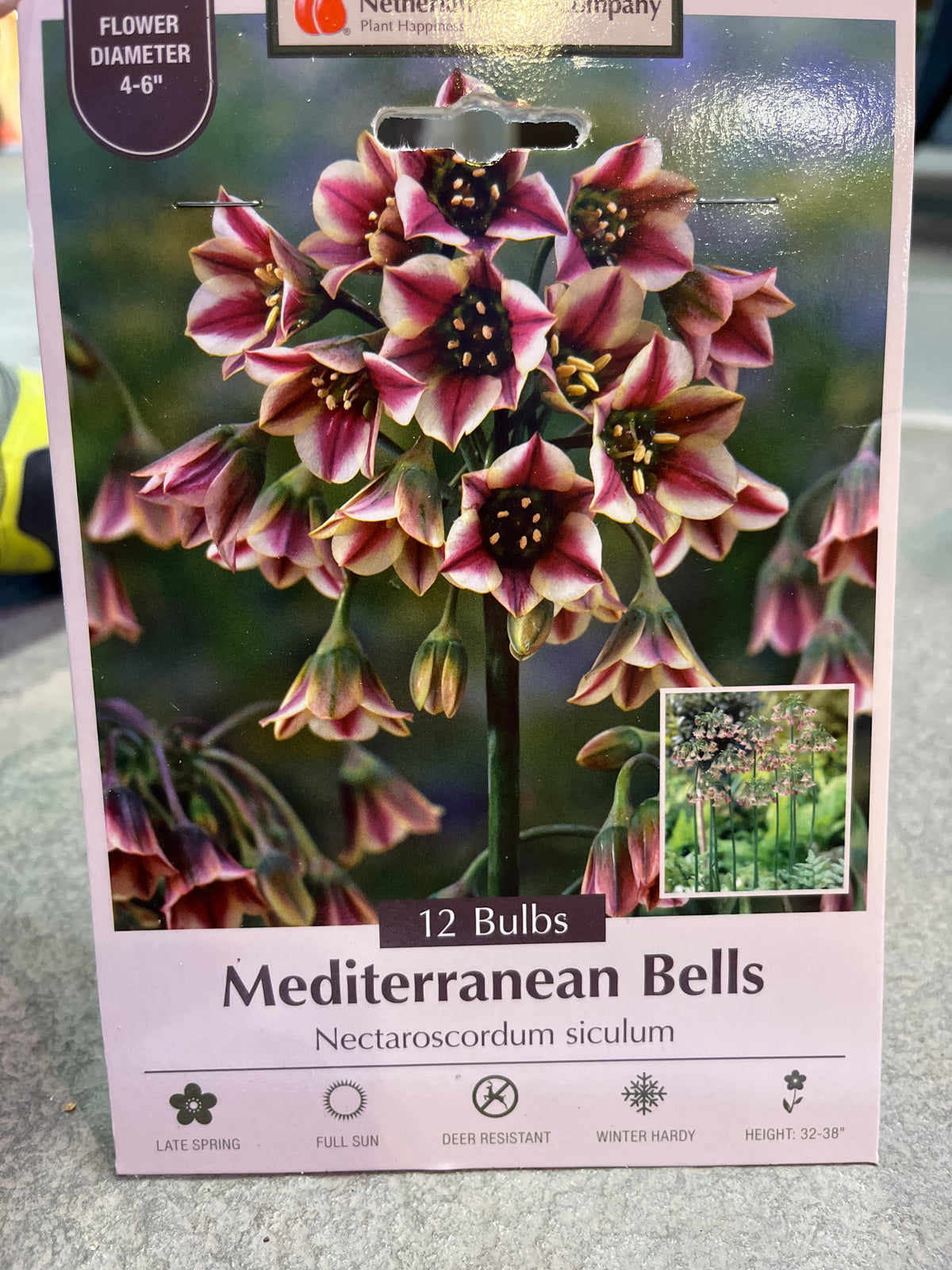 Nectaroscordum Mediterranean Bells 12 bulbs