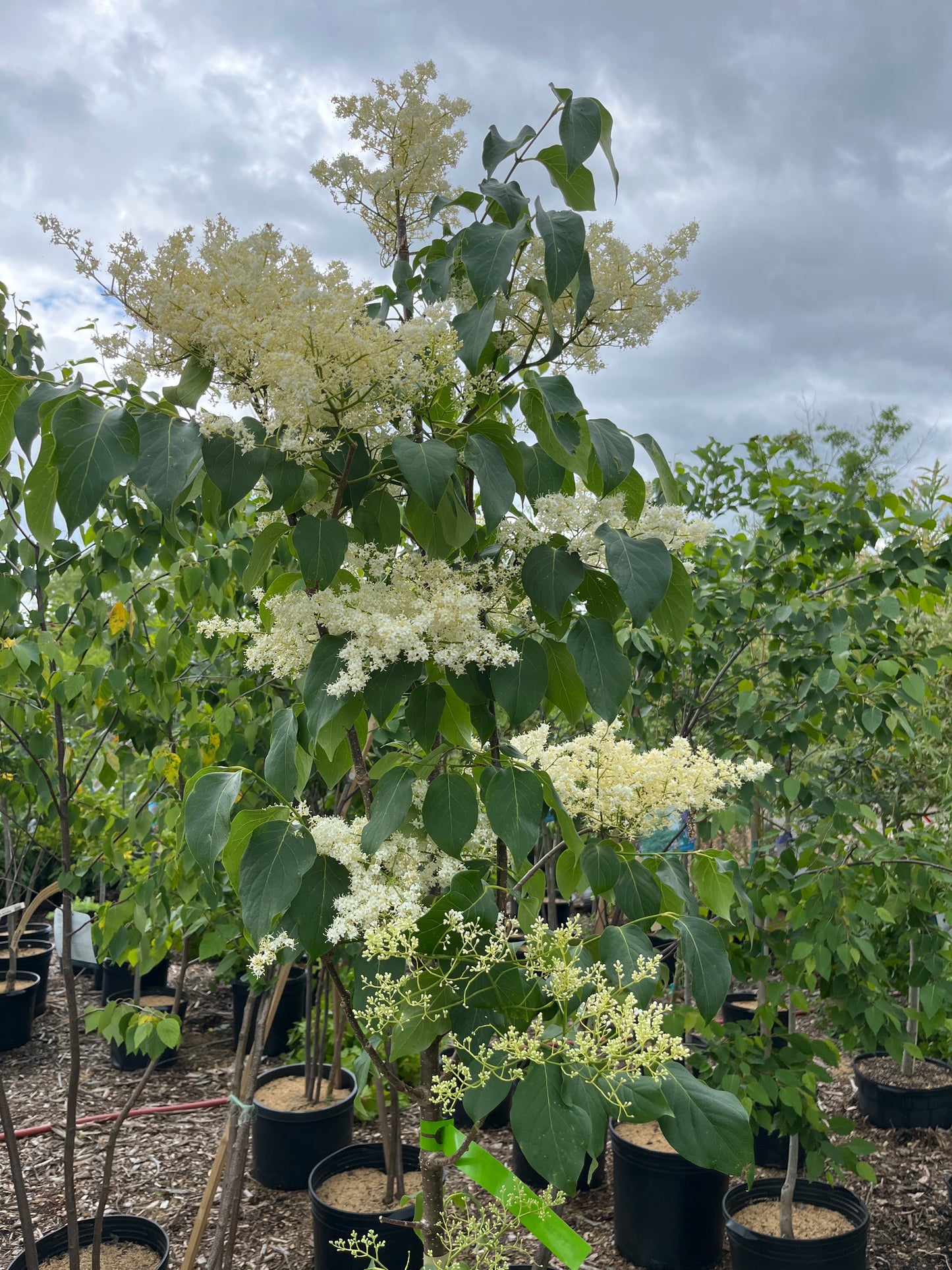 Snowdance Japanese Lilac Tree | Syringa reticulata 'Bailnce'