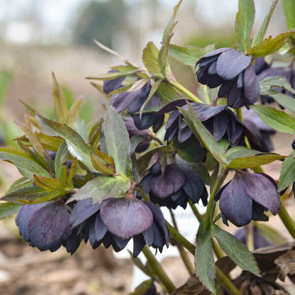 'Dark and Handsome' Lenten Rose | Hellebore