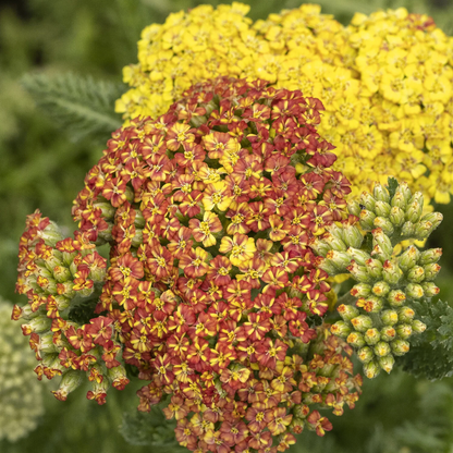 'Desert Eve™ Terracotta' Yarrow | Achillea millefolium Monrovia