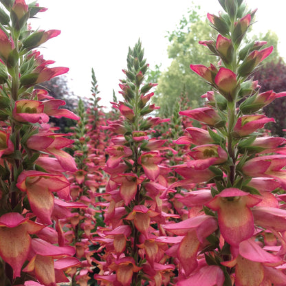 Illumination® Flame Hybrid Foxglove | Digiplexis 'Flame'