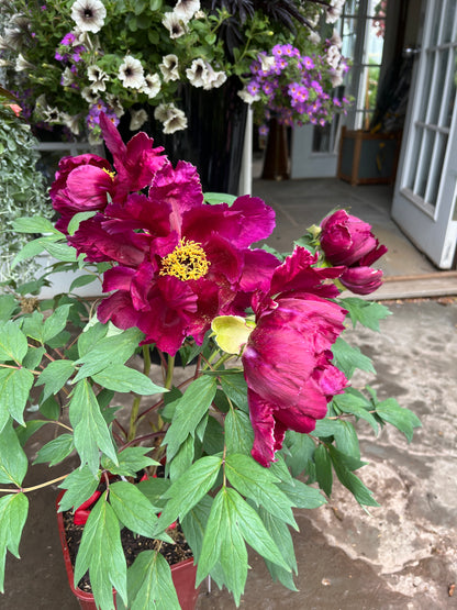 Maroon Tree Peony