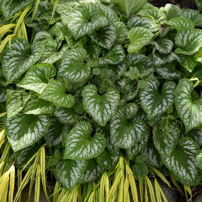 'Emerald Mist' Heartleaf Brunnera | Brunnera macrophylla