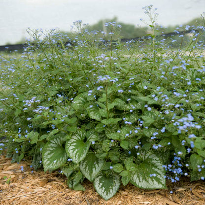 'Emerald Mist' Heartleaf Brunnera | Brunnera macrophylla