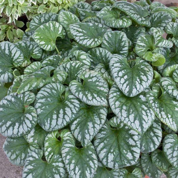 'Emerald Mist' Heartleaf Brunnera | Brunnera macrophylla