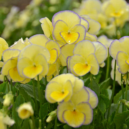 'Etain' Viola