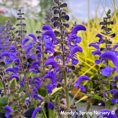 'Evening Attire' Salvia | Salvia nemorosa