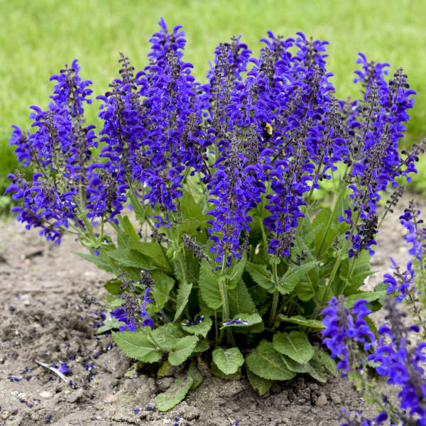 'Evening Attire' Salvia | Salvia nemorosa