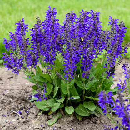 'Evening Attire' Salvia | Salvia nemorosa