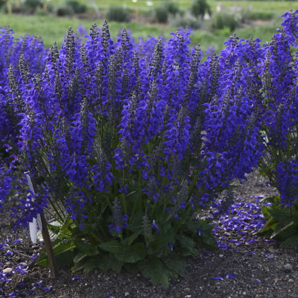 'Evening Attire' Salvia | Salvia nemorosa