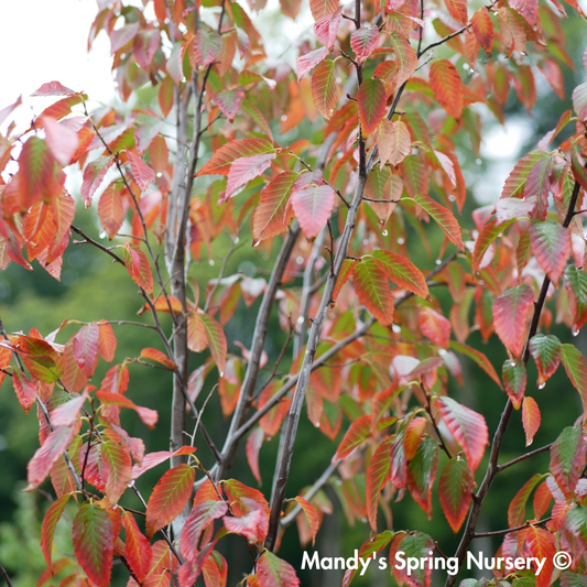 Firespire Musclewood | Carpinus caroliniana 'J.N. Upright'