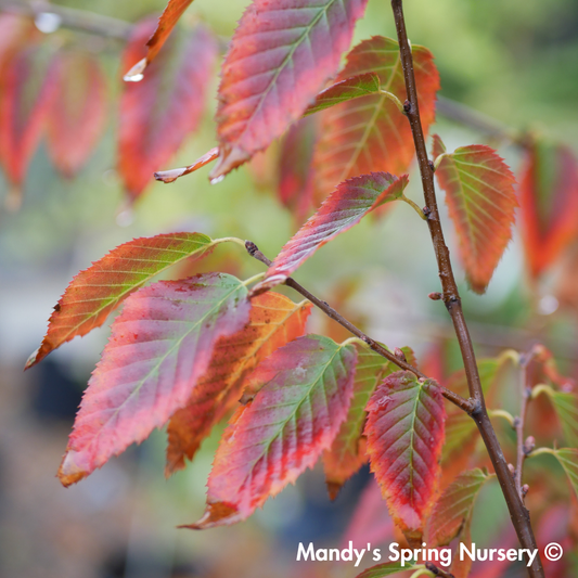 Firespire Musclewood | Carpinus caroliniana 'J.N. Upright'