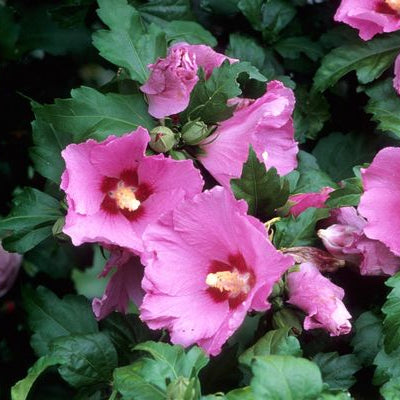 'Aphrodite' Hibiscus | Hibiscus syriacus