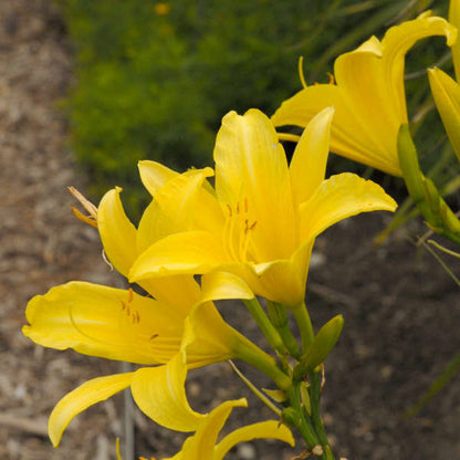 Hyperion Daylily | Hemerocallis