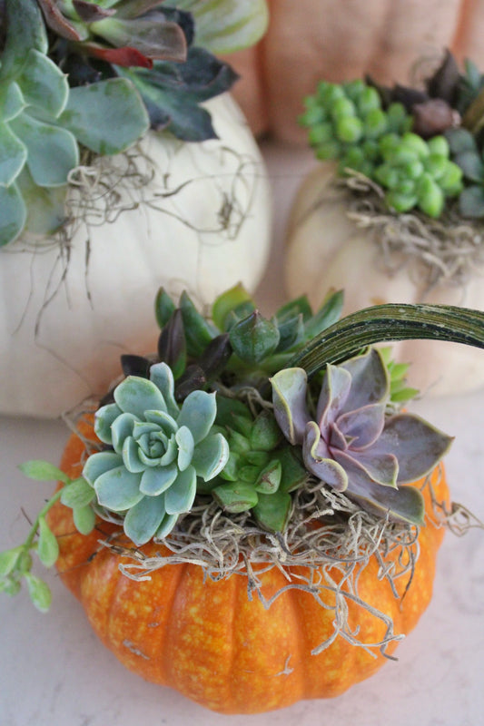 Succulent Pumpkin Centerpiece Workshop — Tue Sept 29