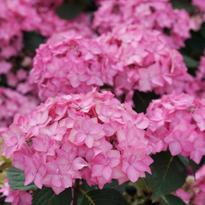 Let's Dance Can Do!® Reblooming Hydrangea | Hydrangea macrophylla × serrata