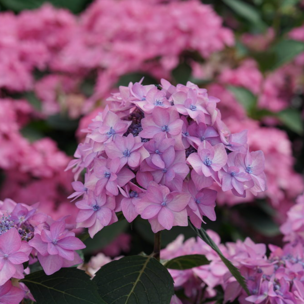 Let's Dance Can Do!® Reblooming Hydrangea | Hydrangea macrophylla × serrata