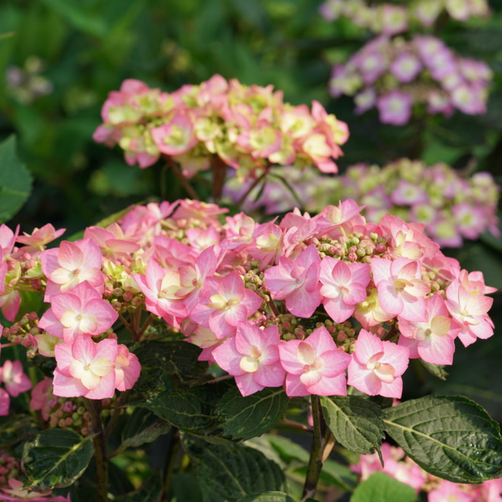 Let's Dance Can Do!® Reblooming Hydrangea | Hydrangea macrophylla × serrata