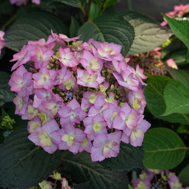 Let's Dance Can Do!® Reblooming Hydrangea | Hydrangea macrophylla × serrata