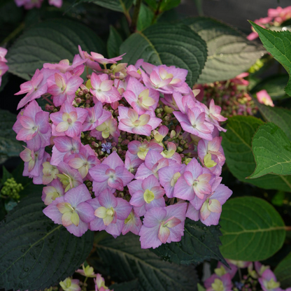 Let's Dance Can Do!® Reblooming Hydrangea | Hydrangea macrophylla × serrata