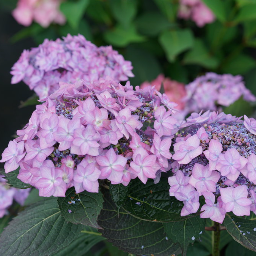 Let's Dance Can Do!® Reblooming Hydrangea | Hydrangea macrophylla × serrata