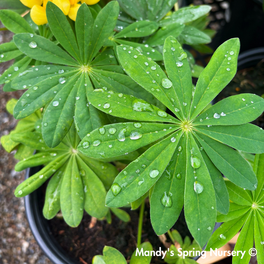 Westcountry™ 'Desert Sun' Lupine | Lupinus polyphyllus