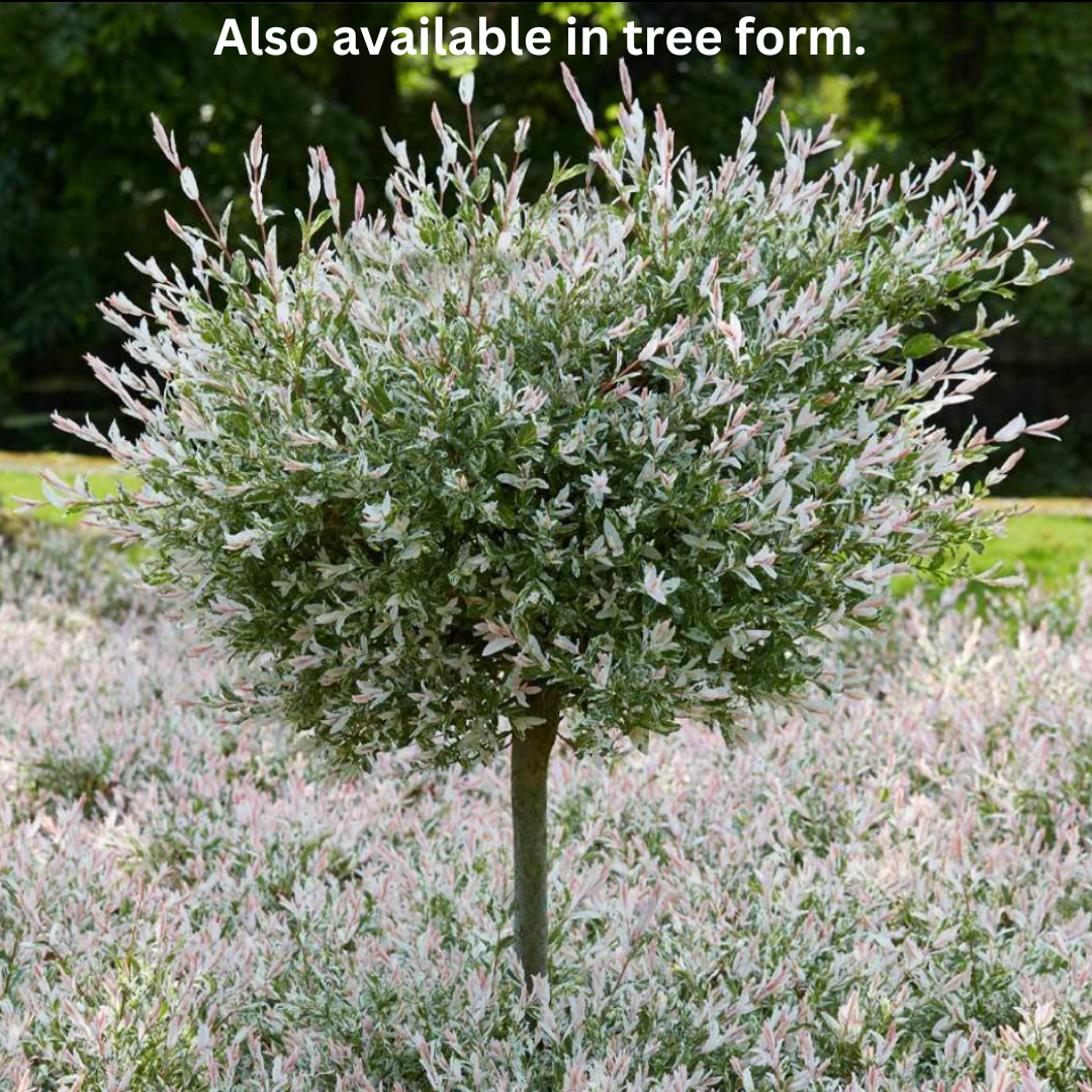 Hakura Nishiki Willow  | Salix integra