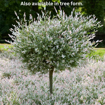 Hakura Nishiki Willow  | Salix integra